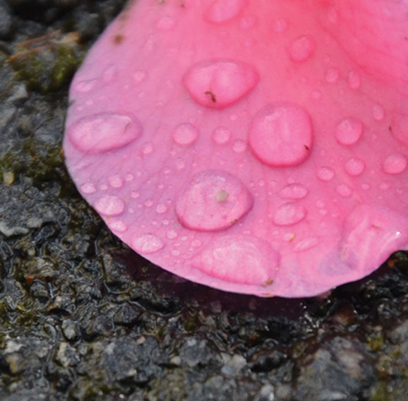 Pétale de rose avec des gouttes d'eau dessus