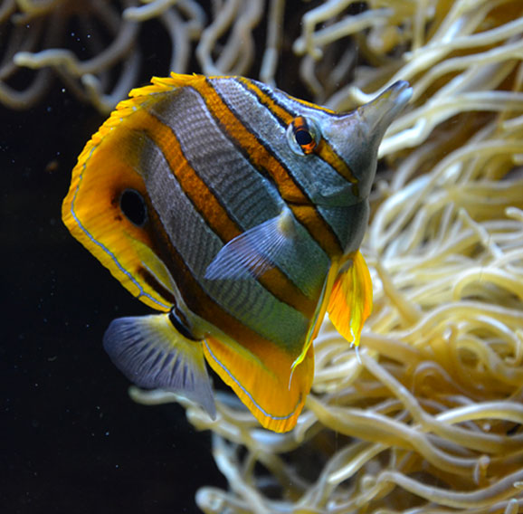 Petit poisson blanc à rayures oranges et nageoires jaunes dans un aquarium