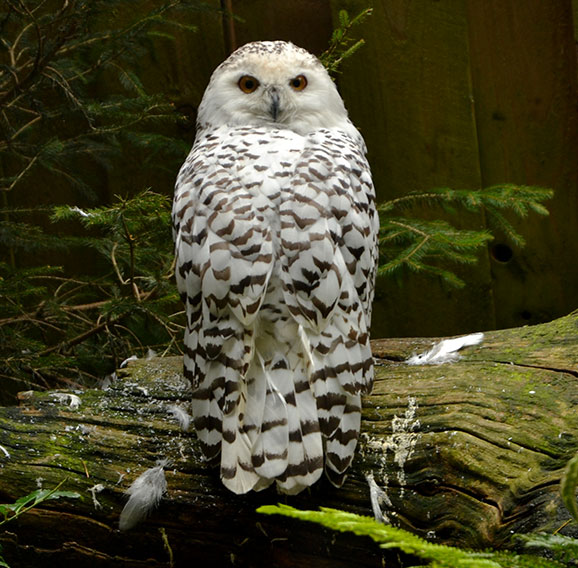 Harfang des neiges immobile avec ses ailes qui l'entourent